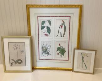 Botanical Prints