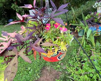 Garden plants