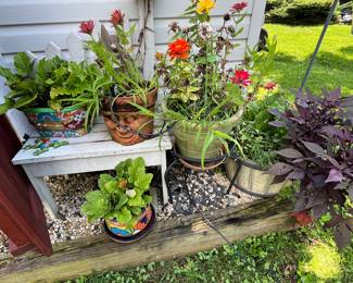 Garden plants