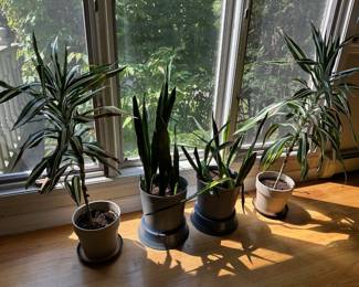 Live Plants