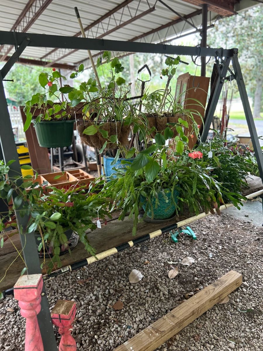 Live Plants