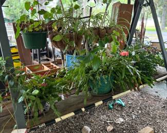 Live Plants