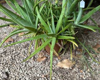 Live Plants