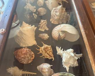Sea Shells