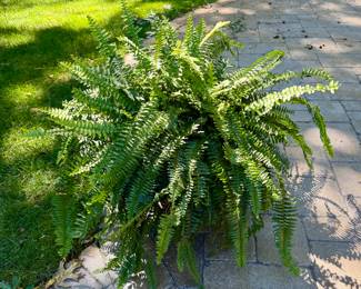 Large Fern with Pot