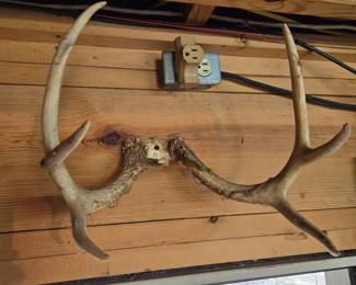Lots of deer antlers, great for display, knife handles, etc