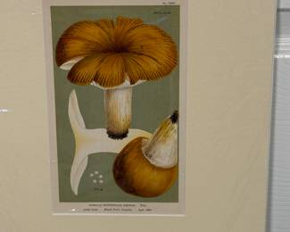 This is a collection of three antique prints featuring mushrooms. Very good condition for an item of this age. 