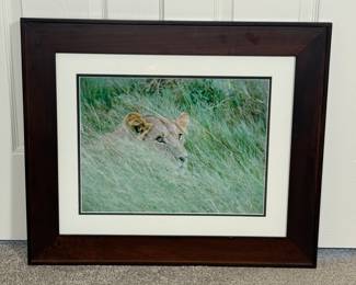 Photograph of Lioness in Grass, likely taken by Ms. Broyles.
This is a photograph of a lioness in the grass that can only be described as moving and inspirational. Matted and framed, this piece is ready to be added to your collection. 
