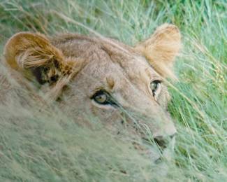This is a photograph of a lioness in the grass that can only be described as moving and inspirational. Matted and framed, this piece is ready to be added to your collection. 