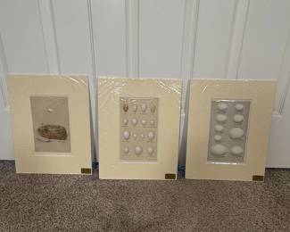 This is a collection of three antique prints featuring eggs from various birds. Very good condition for the age of the items