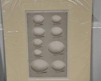 This is a collection of three antique prints featuring eggs from various birds. Very good condition for the age of the items. 
