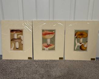 This is a collection of three antique prints featuring mushrooms. Very good condition for an item of this age. 