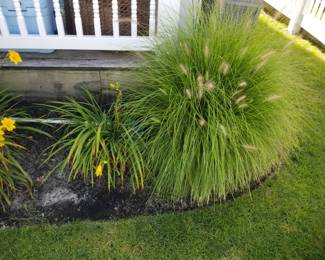 Plants