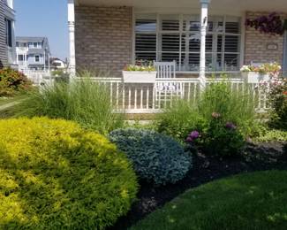 Shrubs & plants