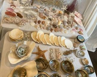 Sea Shells