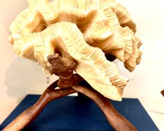 Exceptional shells