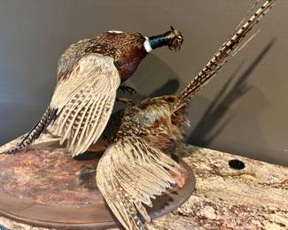 Double taxidermy pheasants 