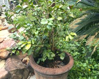 Plants and pots