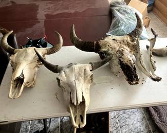Buffalo Skulls