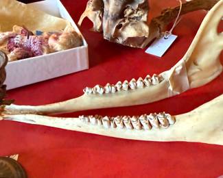 Jaw bone of……?