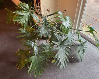 Plants 
