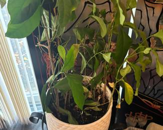 Plants 