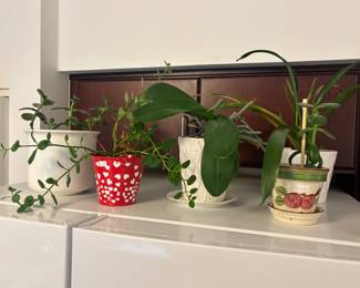Planters, Plants