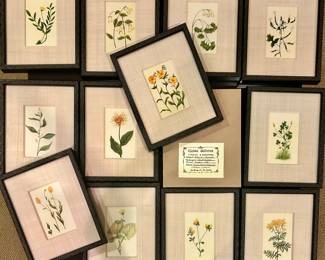 Chelsea Galleries chromolithograph botanical
Impatiens framed & matted prints $10ea