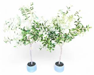 Artificial Olive Trees by Silkcraft of Oregon