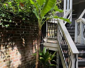 Large Banana Tree