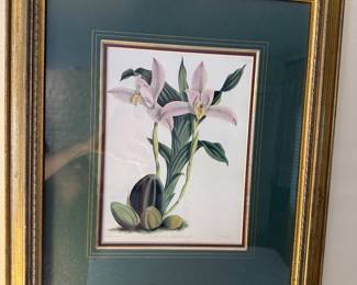 John Richards Designs Framed Botanical Double Matted with Gilt Frame Print