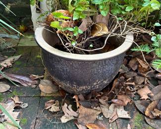 Planters with Plants