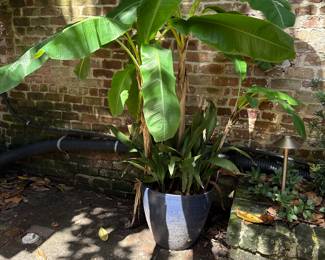 Banana Tree and planter