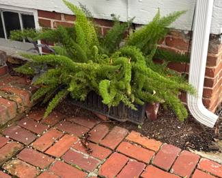Fireplace grate with a Foxtail fern 