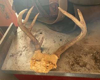 Deer antlers 