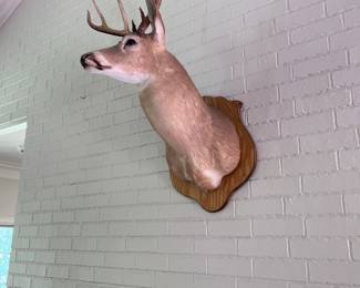 Taxidermy Deer