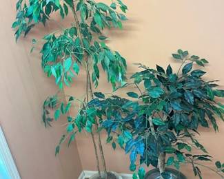 6097 Faux Ficus Samplermin
