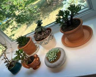 6097 Succulent Selectionmin
