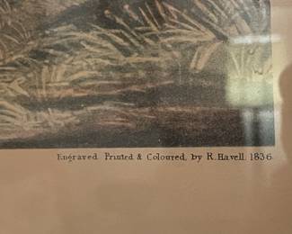 "Mallard Duck" Drawn By J.J. Audubon (Engraved, Printed, & Coloured By R.Havell 1836)