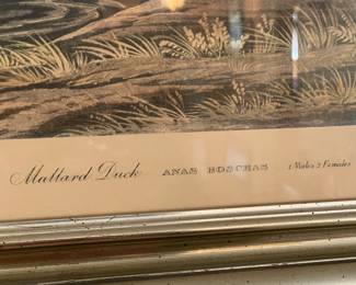"Mallard Duck" Drawn By J.J. Audubon (Engraved, Printed, & Coloured By R.Havell 1836)