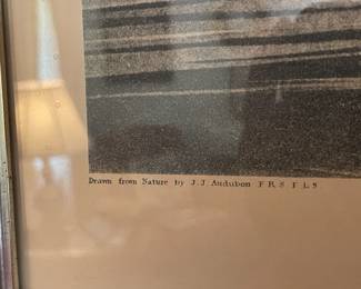 "Mallard Duck" Drawn By J.J. Audubon (Engraved, Printed, & Coloured By R.Havell 1836)