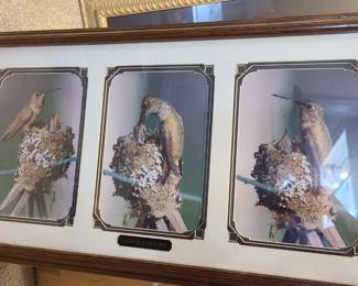 Framed hummingbird Betsy Brown wall art