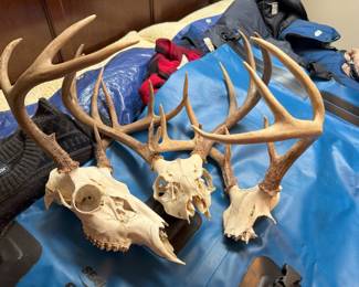 These are three sets of deer antlers found on our property.