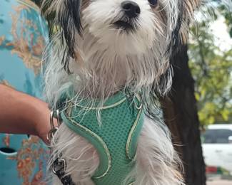Our guest puppy of the week, Harley!   Shown life size, Harley already has a happy home and is not for sale.