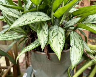 plants