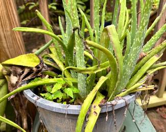 aloe plant
