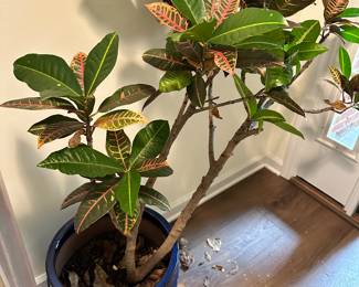 plants