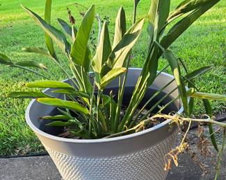 Plant