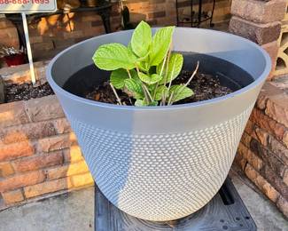 Another Plant