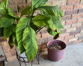 Plant